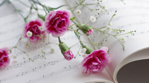 Carnations