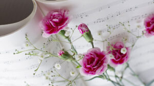 Carnations